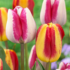 Tulip Bulbs Colour Mystic/Hot Pants Collection Blooms Species Growing Bonsai Roots Rhizomes Corms Tubers Potted Planting Reblooming Fragrant Garden Flower Seeds Plant