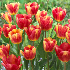 Tulip Bulbs Colour Mystic/Hot Pants Collection Blooms Species Growing Bonsai Roots Rhizomes Corms Tubers Potted Planting Reblooming Fragrant Garden Flower Seeds Plant
