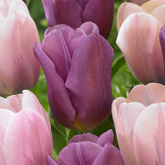 Tulip Bulbs Copex/Sweet Love Collection Blooms Species Growing Bonsai Roots Rhizomes Corms Tubers Potted Planting Reblooming Fragrant Garden Flower Seeds Plant