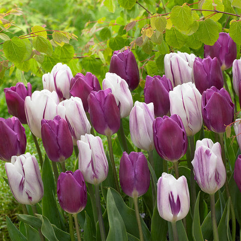 Tulip Bulbs Flaming Flag and Purple Flag Collection Blooms Species Growing Bonsai Roots Rhizomes Corms Tubers Potted Planting Reblooming Fragrant Garden Flower Seeds Plant