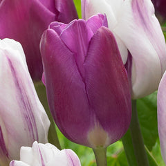 Tulip Bulbs Flaming Flag and Purple Flag Collection Blooms Species Growing Bonsai Roots Rhizomes Corms Tubers Potted Planting Reblooming Fragrant Garden Flower Seeds Plant