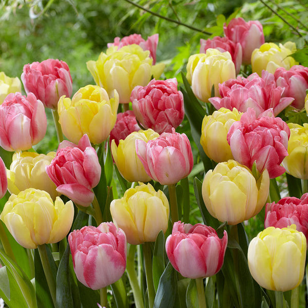 Tulip Bulbs Foxtrot Collection Blooms Species Growing Bonsai Roots Rhizomes Corms Tubers Potted Planting Reblooming Fragrant Garden Flower Seeds Plant