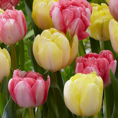 Tulip Bulbs Foxtrot Collection Blooms Species Growing Bonsai Roots Rhizomes Corms Tubers Potted Planting Reblooming Fragrant Garden Flower Seeds Plant