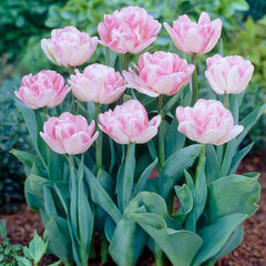 Tulip Bulbs Foxtrot Collection Blooms Species Growing Bonsai Roots Rhizomes Corms Tubers Potted Planting Reblooming Fragrant Garden Flower Seeds Plant
