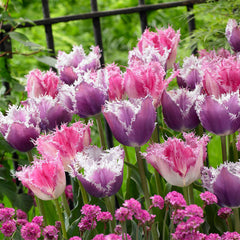 Tulip Bulbs Fringed Collection Blooms Species Growing Bonsai Roots Rhizomes Corms Tubers Potted Planting Reblooming Fragrant Garden Flower Seeds Plant