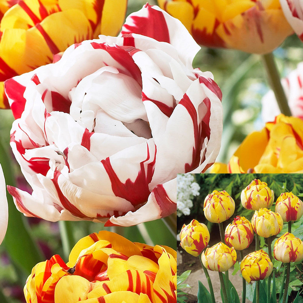 20 Tulip Golden Nizza/Carnival De Nice Collection Bulbs Blooms Species Growing Bonsai Roots Rhizomes Corms Tubers Potted Planting Reblooming Fragrant Garden Flower Seeds Plant