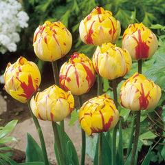 20 Tulip Golden Nizza/Carnival De Nice Collection Bulbs Blooms Species Growing Bonsai Roots Rhizomes Corms Tubers Potted Planting Reblooming Fragrant Garden Flower Seeds Plant
