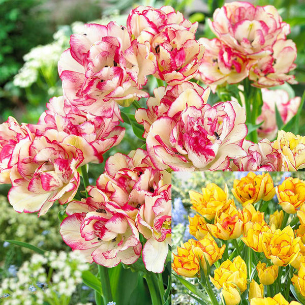 Laced Double Early Collection Tulip Bulbs Blooms Species Growing Bonsai Roots Rhizomes Corms Tubers Potted Planting Reblooming Fragrant Garden Flower Seeds Plant
