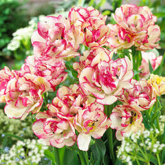Laced Double Early Collection Tulip Bulbs Blooms Species Growing Bonsai Roots Rhizomes Corms Tubers Potted Planting Reblooming Fragrant Garden Flower Seeds Plant