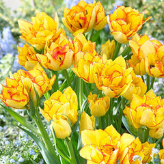 Laced Double Early Collection Tulip Bulbs Blooms Species Growing Bonsai Roots Rhizomes Corms Tubers Potted Planting Reblooming Fragrant Garden Flower Seeds Plant