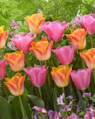 Tulip Bulbs Salmon Dynasty/Mistress Collection Blooms Species Growing Bonsai Roots Rhizomes Corms Tubers Potted Planting Reblooming Fragrant Garden Flower Seeds Plant