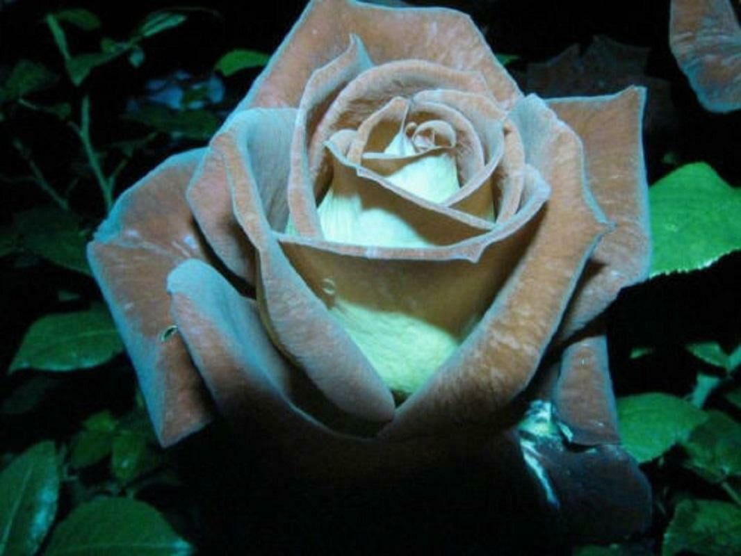 Chocolate Rose Seedlings Flower Seeds Perennial Growing Bonsai Corms Tubers Potted Planting Reblooming Fragrant Garden Roots Rhizomes Species Blooms Plant Bulbs Gardening Tree