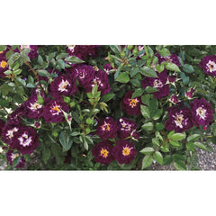 Diamond Eyes Rose Seedlings Flower Seeds Perennial Growing Bonsai Corms Tubers Potted Planting Reblooming Fragrant Garden Roots Rhizomes Species Blooms Plant Bulbs Gardening Tree