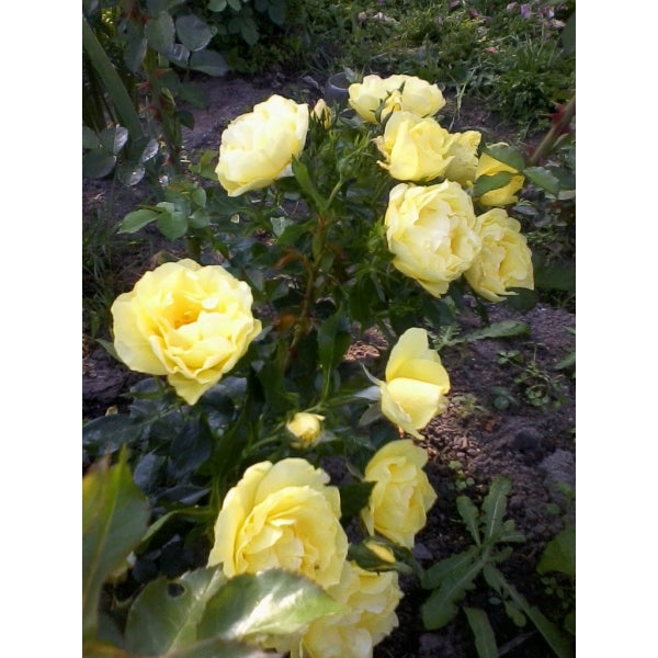 Poulcy Rose Seedlings Flower Seeds Perennial Growing Bonsai Corms Tubers Potted Planting Reblooming Fragrant Garden Roots Rhizomes Species Blooms Plant Bulbs Gardening Tree