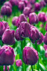 Tulip Bulbs Negrita Blooms Species Growing Bonsai Roots Rhizomes Corms Tubers Potted Planting Reblooming Fragrant Garden Flower Seeds Plant