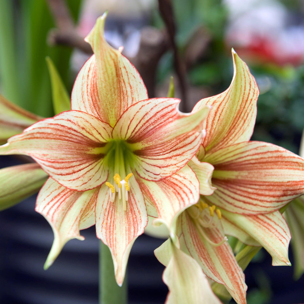 Moon Scene Amaryllis Hippeastrum Blooms Species Growing Bonsai Bulbs ...