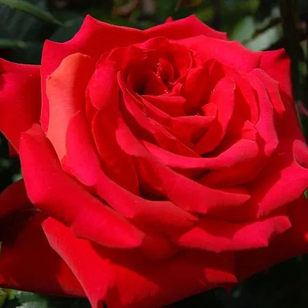 Grant Amore Rose Seedlings Flower Seeds Perennial Growing Bonsai Corms Tubers Potted Planting Reblooming Fragrant Garden Roots Rhizomes Species Blooms Plant Bulbs Gardening Tree - Seedsplant