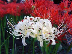 White Lycoris Spider Lilies Bulbs Radiata Hurricane Lily Cluster Amayllis Growing Bonsai Roots Rhizomes Corms Tubers Potted Planting Reblooming Fragrant Garden Species Blooms Flower Seeds Plant Gardening