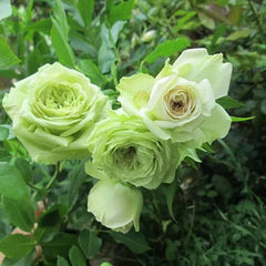 Green Fashion Rose Seedlings Flower Seeds Perennial Growing Bonsai Corms Tubers Potted Planting Reblooming Fragrant Garden Roots Rhizomes Species Blooms Plant Bulbs Gardening Tree