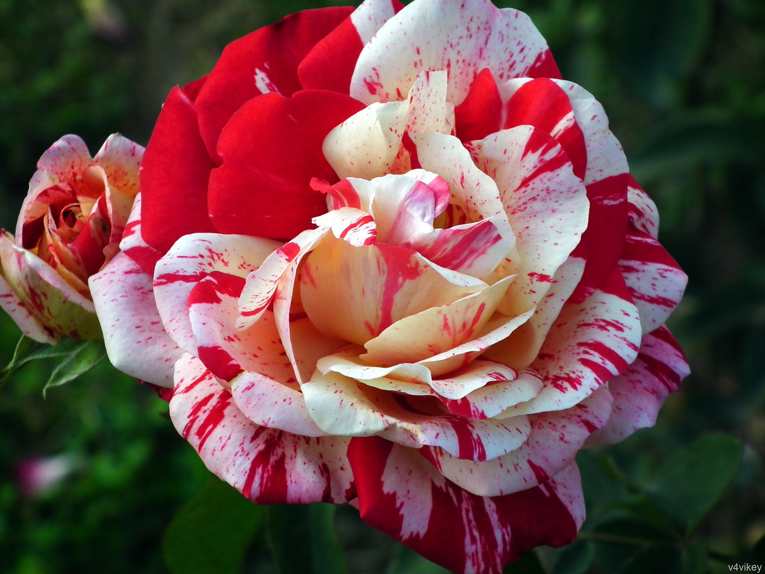 Rainbow Rose Seedlings Flower Seeds Perennial Growing Bonsai Corms Tubers Potted Planting Reblooming Fragrant Garden Roots Rhizomes Species Blooms Plant Bulbs Gardening Tree