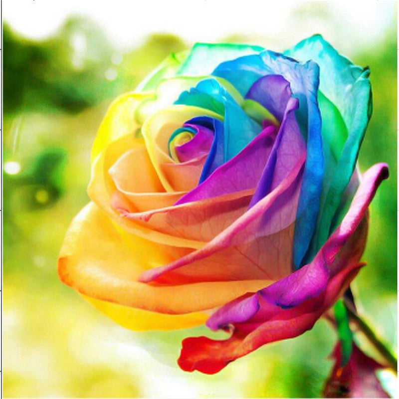 Rainbow Rose Seedlings Flower Seeds Perennial Growing Bonsai Corms Tubers Potted Planting Reblooming Fragrant Garden Roots Rhizomes Species Blooms Plant Bulbs Gardening Tree - Seedsplant