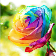 Rainbow Rose Seedlings Flower Seeds Perennial Growing Bonsai Corms Tubers Potted Planting Reblooming Fragrant Garden Roots Rhizomes Species Blooms Plant Bulbs Gardening Tree - Seedsplant