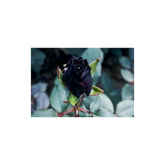 Black Rose Seedlings Flower Seeds Perennial Growing Bonsai Corms Tubers Potted Planting Reblooming Fragrant Garden Roots Rhizomes Species Blooms Plant Bulbs Gardening Tree