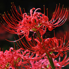Aurea Lycoris Spider Lilies Bulbs Radiata Hurricane Lily Cluster Amayllis Growing Bonsai Roots Rhizomes Corms Tubers Potted Planting Reblooming Fragrant Garden Species Blooms Flower Seeds Plant Gardening