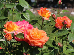 Feurio Rose Seedlings Flower Seeds Perennial Growing Bonsai Corms Tubers Potted Planting Reblooming Fragrant Garden Roots Rhizomes Species Blooms Plant Bulbs Gardening Tree