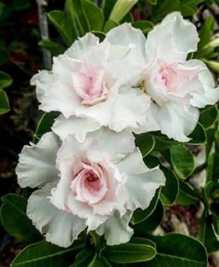 Double White Desert Rose Seedlings Flower Seeds Perennial Growing Bonsai Corms Tubers Potted Planting Reblooming Fragrant Garden Roots Rhizomes Species Blooms Plant Bulbs Gardening Tree - Seedsplant