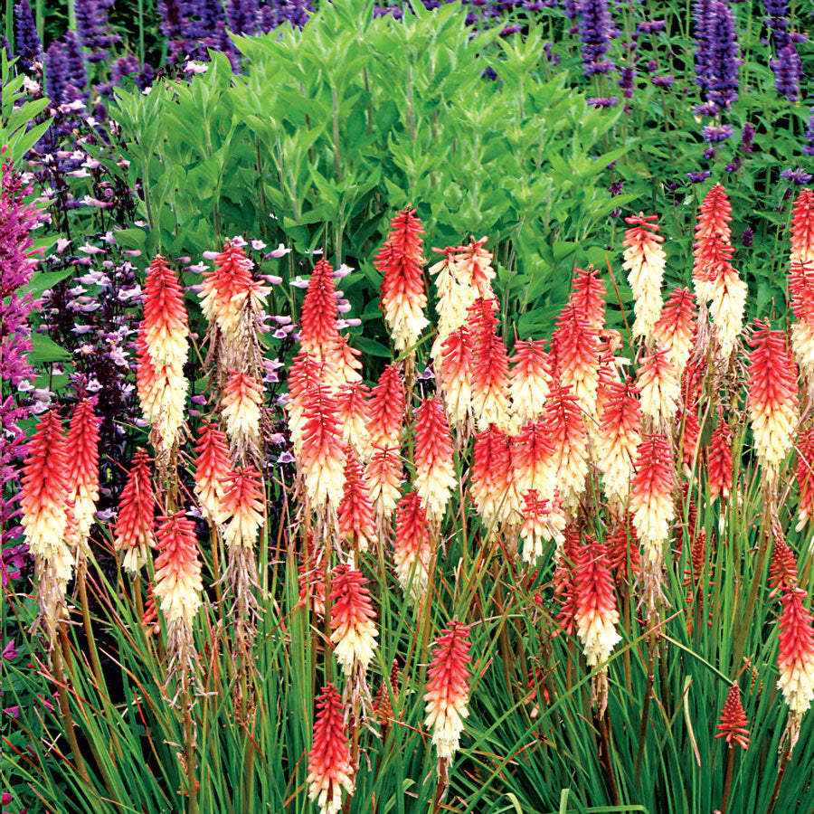 Kniphofia 'Orange Vanilla Popsicle' - Plants Seeds