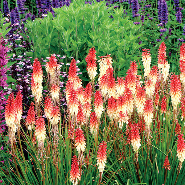 Kniphofia