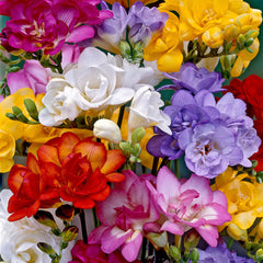 Freesia Double Mixed Bulbs Growing Bonsai Roots Rhizomes Corms Tubers Potted Planting Reblooming Fragrant Garden Species Blooms Flower Seeds Plant Gardening