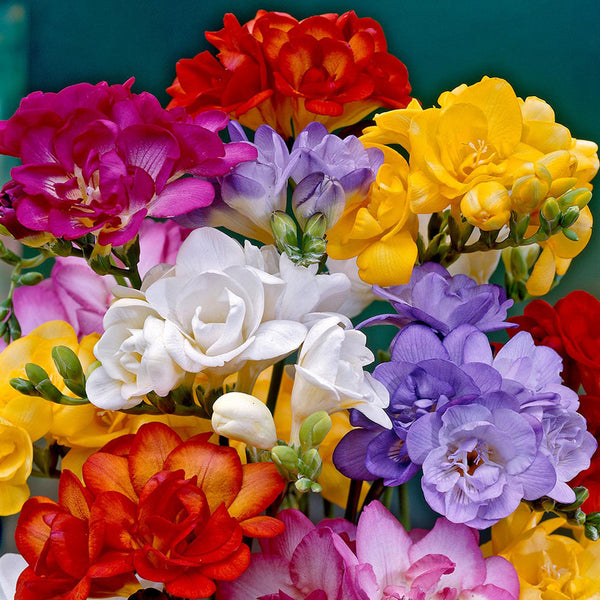 Freesia Double Mixed Bulbs Growing Bonsai Roots Rhizomes Corms Tubers Potted Planting Reblooming Fragrant Garden Species Blooms Flower Seeds Plant Gardening