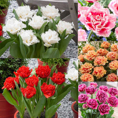 Tulip Bulbs Double Fringed Collection Blooms Species Growing Bonsai Roots Rhizomes Corms Tubers Potted Planting Reblooming Fragrant Garden Flower Seeds Plant