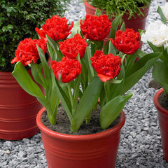 Tulip Bulbs Double Fringed Collection Blooms Species Growing Bonsai Roots Rhizomes Corms Tubers Potted Planting Reblooming Fragrant Garden Flower Seeds Plant
