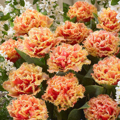 Tulip Bulbs Double Fringed Collection Blooms Species Growing Bonsai Roots Rhizomes Corms Tubers Potted Planting Reblooming Fragrant Garden Flower Seeds Plant