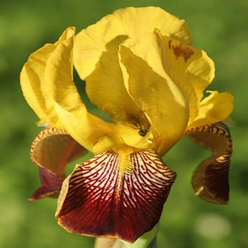 rare heirloom flower seeds Iris Bulbs Rare Heirloom Perennial Garden Mixed Colors Professional Very Beautiful Flowers Growing Bonsai Seeds Flower Plant Bulbs Roots Corms Tubers