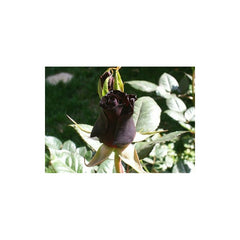Black Rose Seedlings Flower Seeds Perennial Growing Bonsai Corms Tubers Potted Planting Reblooming Fragrant Garden Roots Rhizomes Species Blooms Plant Bulbs Gardening Tree