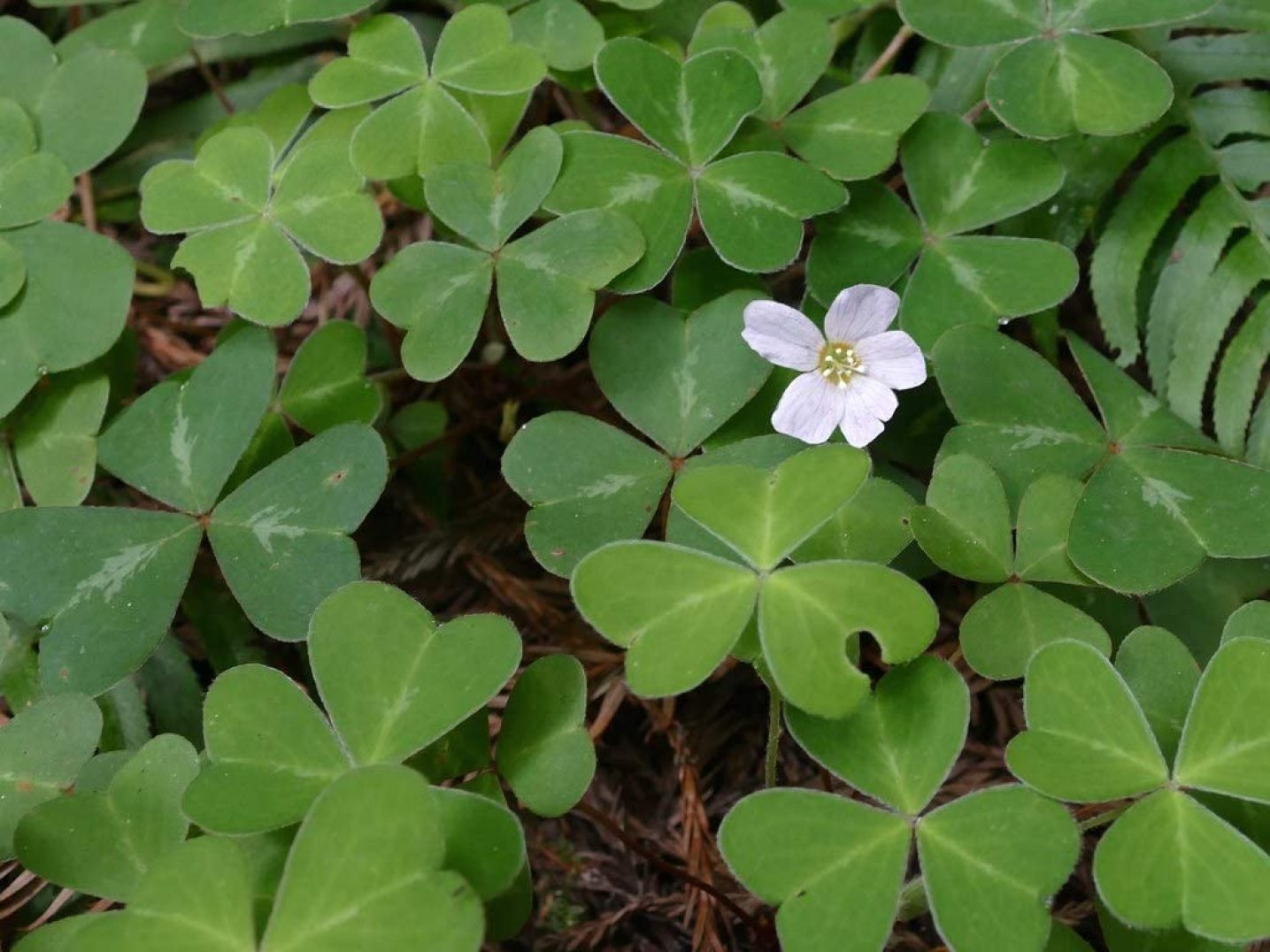 Oregana Redwood Oxalis Bulbs Wood Sorrel Shamrock Perennial Growing ...