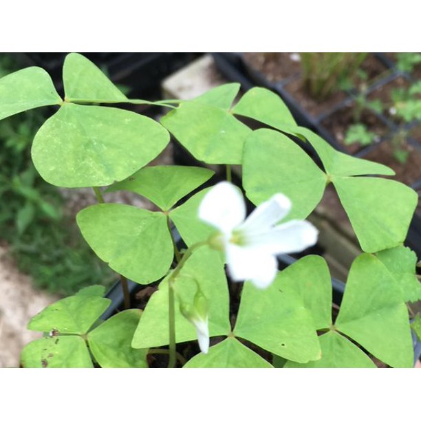 planting shamrock seeds Green Shamrock Oxalis Bulbs Wood Sorrel Perennial Growing Bonsai Roots Rhizomes Corms Tubers Potted Planting Reblooming Fragrant Garden Species Blooms Flower Seeds Plant Gardening