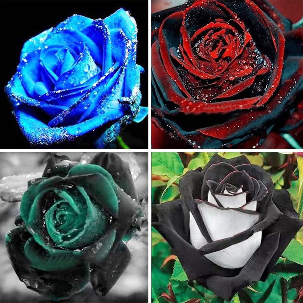 Cheap Mix Colors Rose Seedlings Flower Seeds Perennial Growing Bonsai Corms Tubers Potted Planting Reblooming Fragrant Garden Roots Rhizomes Species Blooms Plant Bulbs Gardening Tree