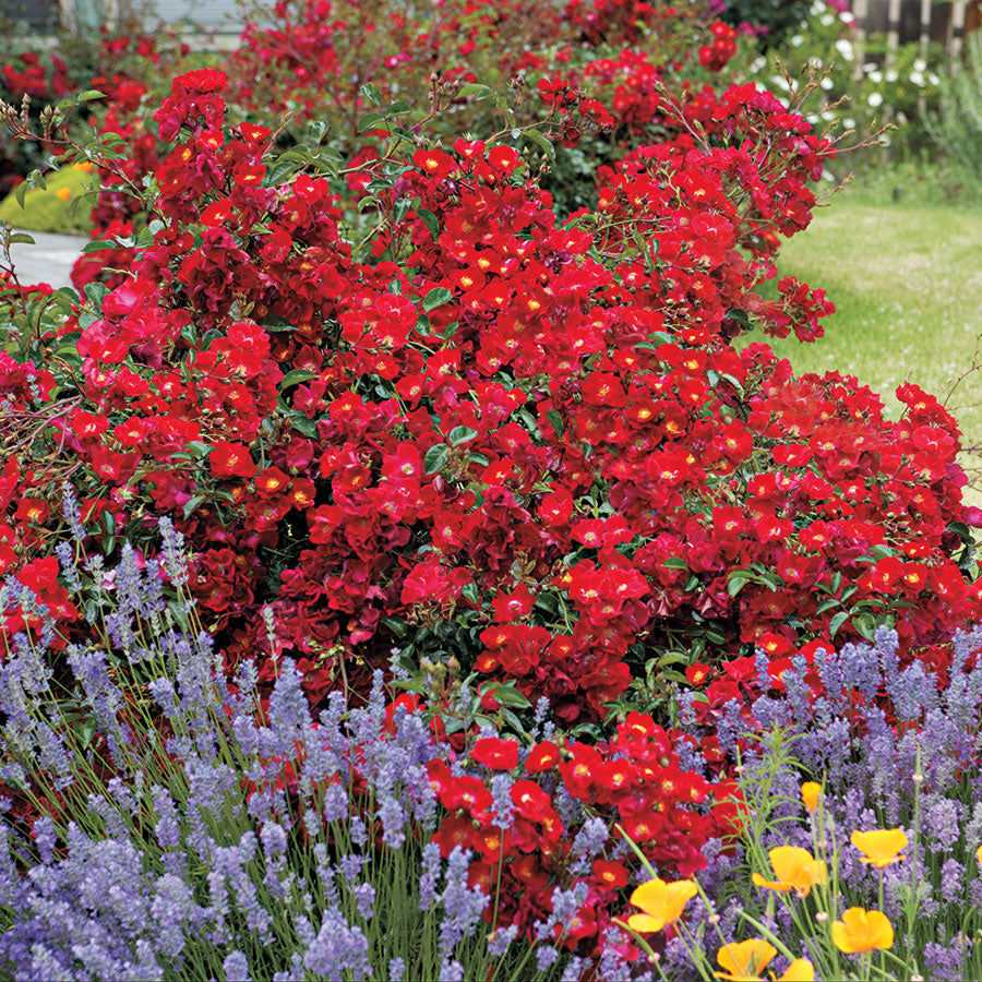 Red Ribbons  Groundcover Rose