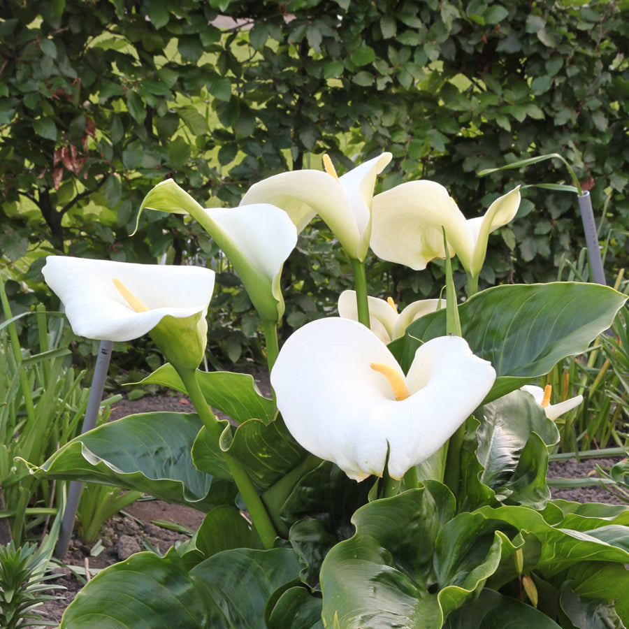 calla lily plant size Calla Lily Giant White