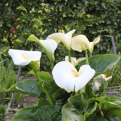 Calla Lily Giant White - Plants Seeds