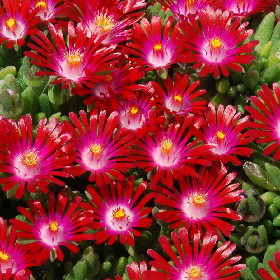 Delosperma Hotcakes&reg; 'Saucy Strawberry' - Plants Seeds