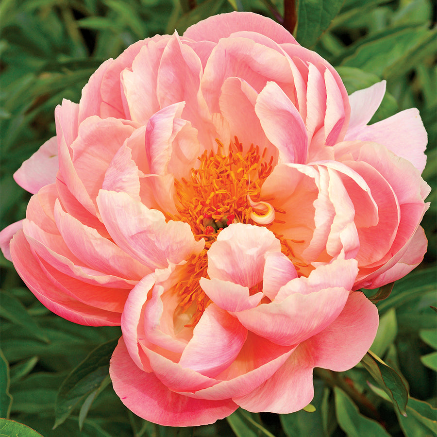 'Pink Hawaiian Coral' Peony - Plants Seeds