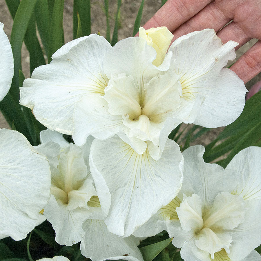 Iris 'Swans in Flight' - Seedsplant