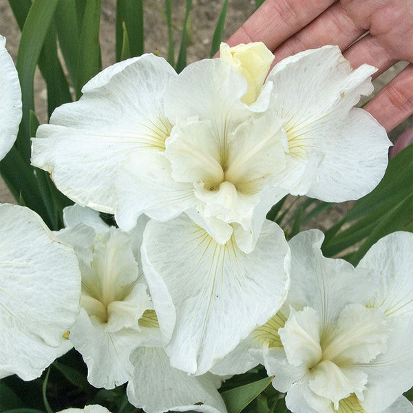 Iris Swans in Flight Iris species Growing Bonsai Flower Bulbs Roots Rhizomes Corms Tubers Potted Planting Reblooming Fragrant Garden Seeds Plant