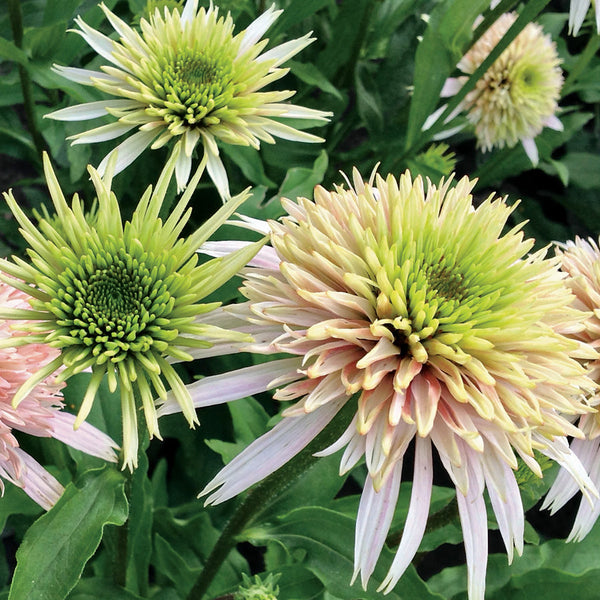 Echinacea Cone-Fections™ Cherry Fluff